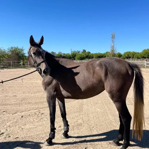 disponible para venta_resultado