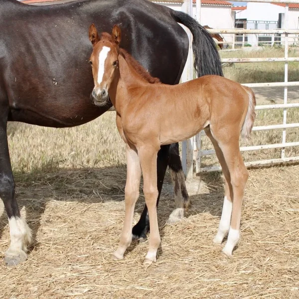 en desarrollo_resultado